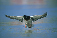 Mallard m. - © Eric A. Soder