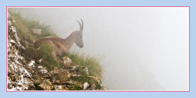 Motiv Steingeiss im Nebel